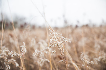 White Wild Flowers and Dried High Grasses in Mascatatuck County Park in Winter.