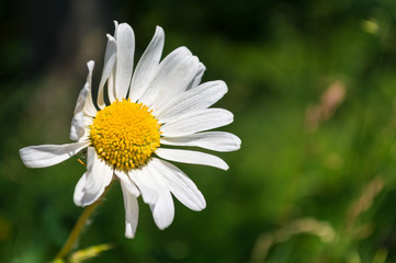 Fototapeta premium Close-up Daisy Bellis Perennis