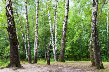 birch trees on meadow in green forest on summer