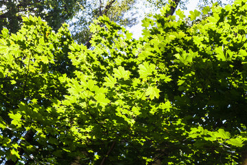 Fototapeta na wymiar branches of maples illuminated by sun in forest