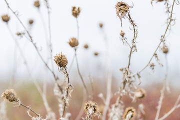 Dried Wild Thistle in Winter in Pastel Colours and Blurred Background.