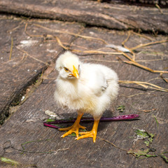 Organic Chicken in Eco Habitat