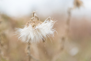 Dried White Milkweed Flowers in Golden Winter Vegetation and Blurred Background.