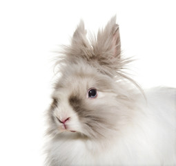 Angora rabbit, close up against white background