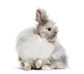 Naklejka premium Angora rabbit, sitting against white background