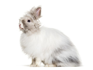 Obraz premium Angora rabbit, sitting against white background