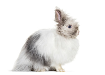 Naklejka premium Angora rabbit, sitting against white background