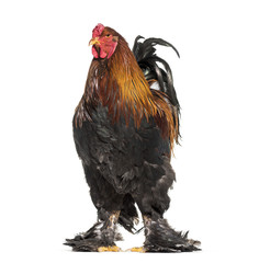 Brahma rooster, standing against white background