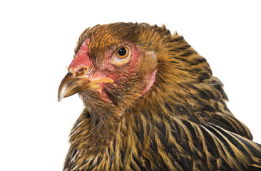 Brahma hen, close up against white background