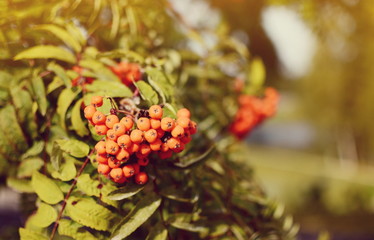 Orange colorful rowan berry on tree in sunlight, blue sky, landscape