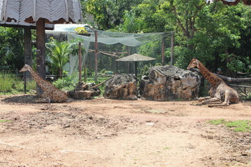 Giraffes and zebras at the zoo