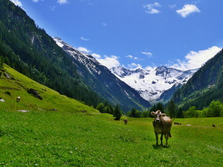 Fototapeta na wymiar Austrian Alps-outlook on the cow at the pasture in valley Stiluptal