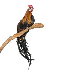 Phoenix chicken, a German breed of long-tailed chicken, against white background