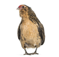 Barbu de Grubbe chicken, standing against white background
