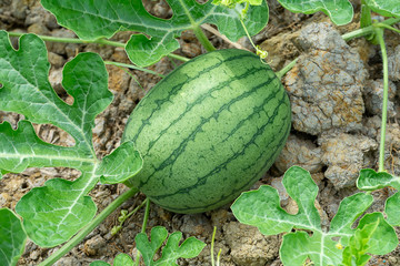 Close up of young Watermelon fruit.