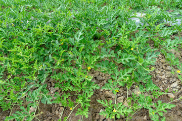 Watermelon Fruit Farm