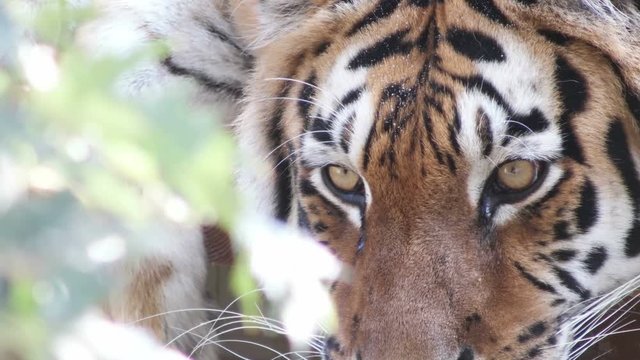 tiger looks through the leaves