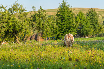 Grazing Cow Rear at Pasture