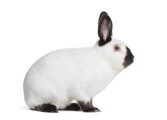 Russian rabbit sitting against white background