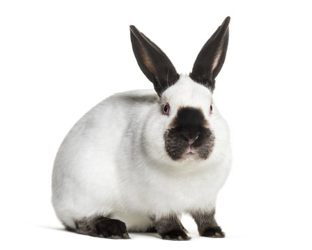 Russian rabbit sitting against white background