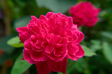 pink damask rose