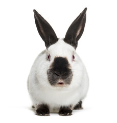 Russian rabbit sitting against white background
