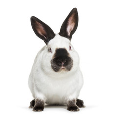 Obraz premium Russian rabbit sitting against white background