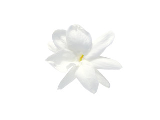 Fototapeta na wymiar Close up of jasmine flower.