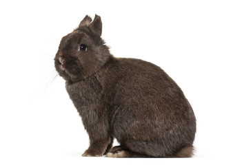 Dwarf rabbit, sitting against white background