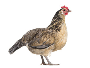 Bassette Liegeoise standing against white background