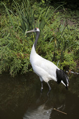 Kranich (Grus grus) oder Grauer Kranich, Eurasischer Kranich
