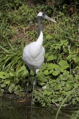 Kranich (Grus grus) oder Grauer Kranich, Eurasischer Kranich