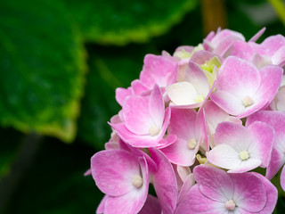 Fototapeta na wymiar Close up Hydrangea flower