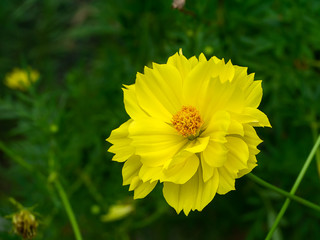 Yellow cosmos flower.