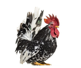 Japanese bantam or Chabo standing against white background