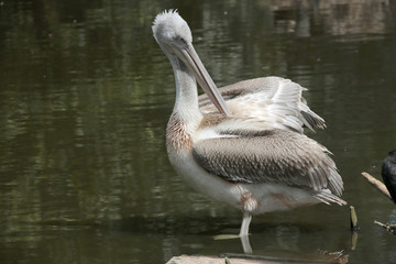 Krauskopfpelikan (Pelecanus crispus) 