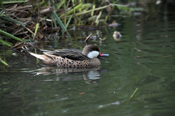 Rotschnabelente (Anas erythrorhyncha) im Wasser