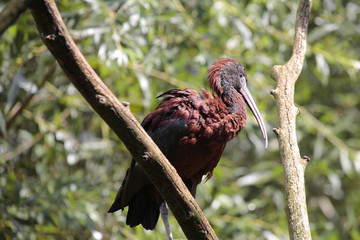 Braune Sichler (Plegadis falcinellus), Braunsichler, Sichler