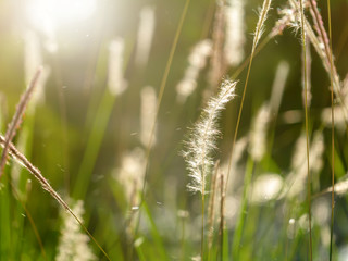 Blady grass with light