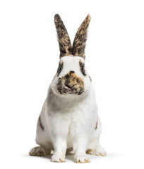 Obraz premium Królik olbrzymi w kratkę to rasa królika domowego tego pochodzenia