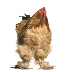 Brahma Rooster standing against white background