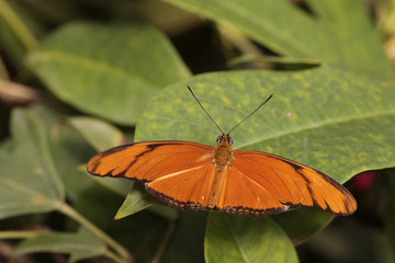 Fototapeta na wymiar Passionsfalter (Dryas julia) Schmetterling
