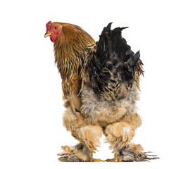 Brahma Rooster standing against white background