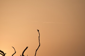 Bird sitting on a tree branch during sunset