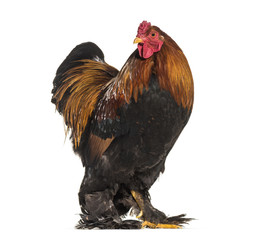 Brahma Rooster, standing against white background