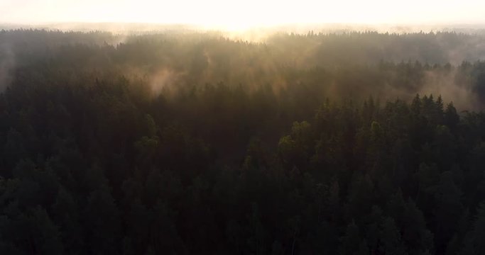 Aerial cinematic view of mist rising from forest trees in wilderness during summer sunrise. Drone rising above tree lines filming towards light yellow white sun. Nuuksio. Espoo. Finland. Scandinavia.