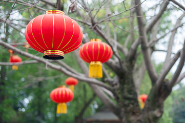 Obraz premium Red chinese lanterns hanging on trees