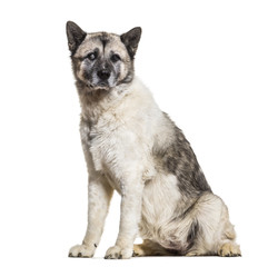 Akita Inu dog, 13 years old, sitting against white background