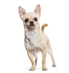 Fototapeta premium Chihuahua dog, 14 months old, standing against white background