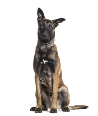 Malinois dog, 7 months old, sitting against white background